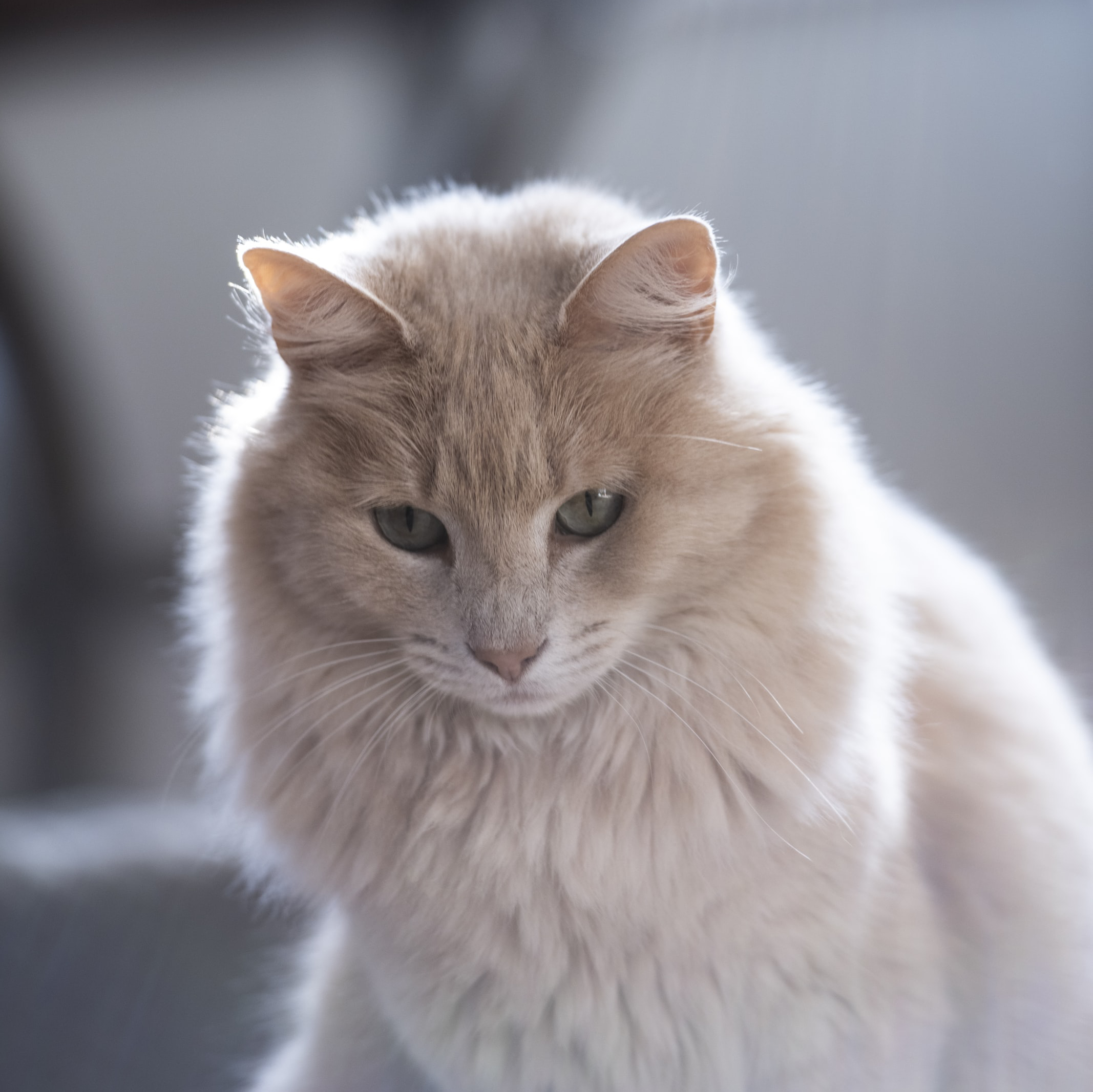 Fluffy cream coloured cat named Galaxy