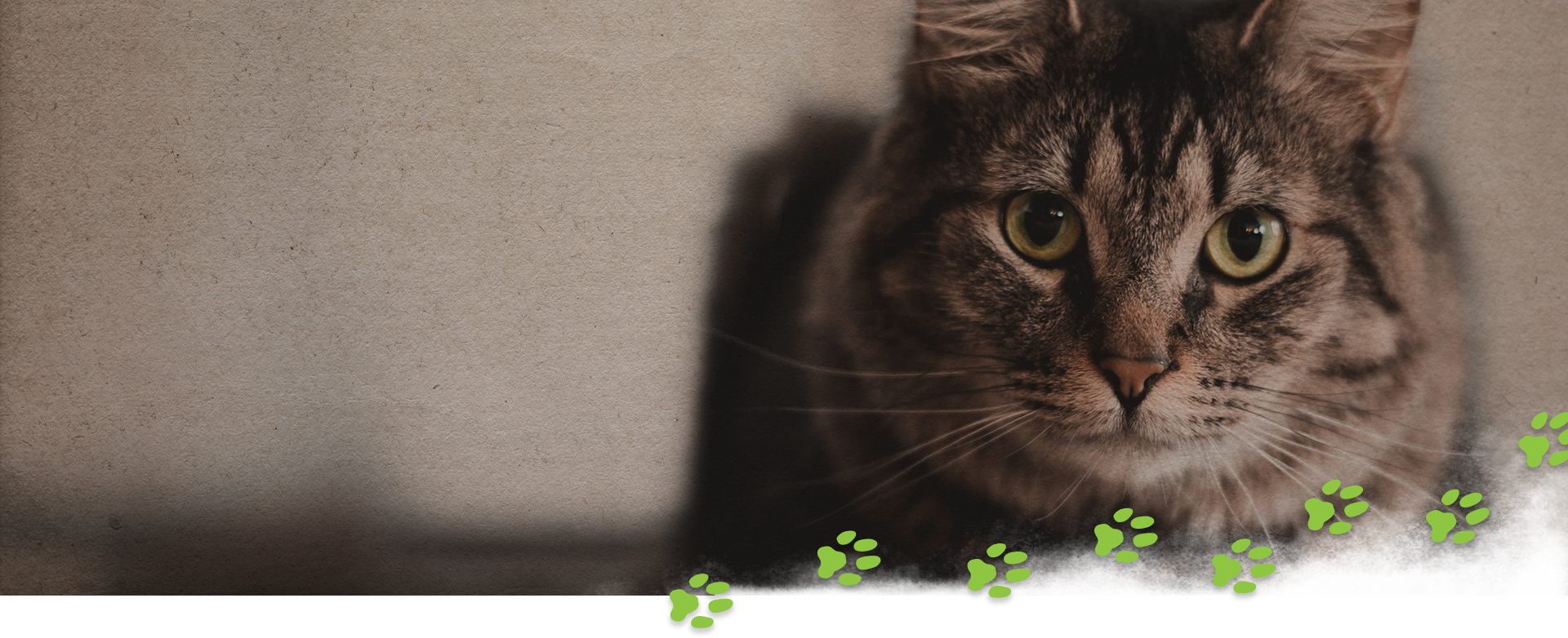 brown tabby cat header image for conservatory cat cafe