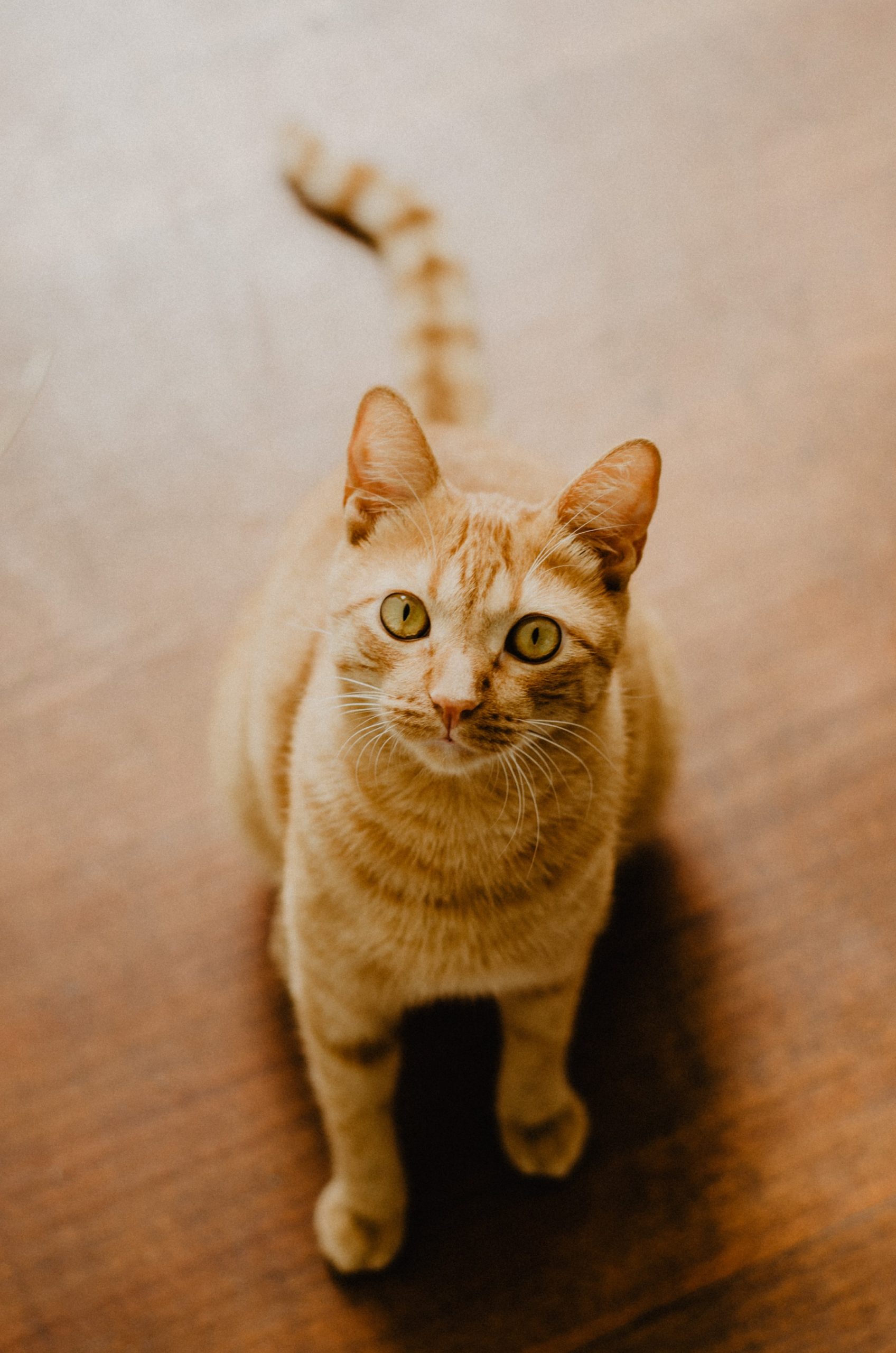 Orange tabby cat named Madison